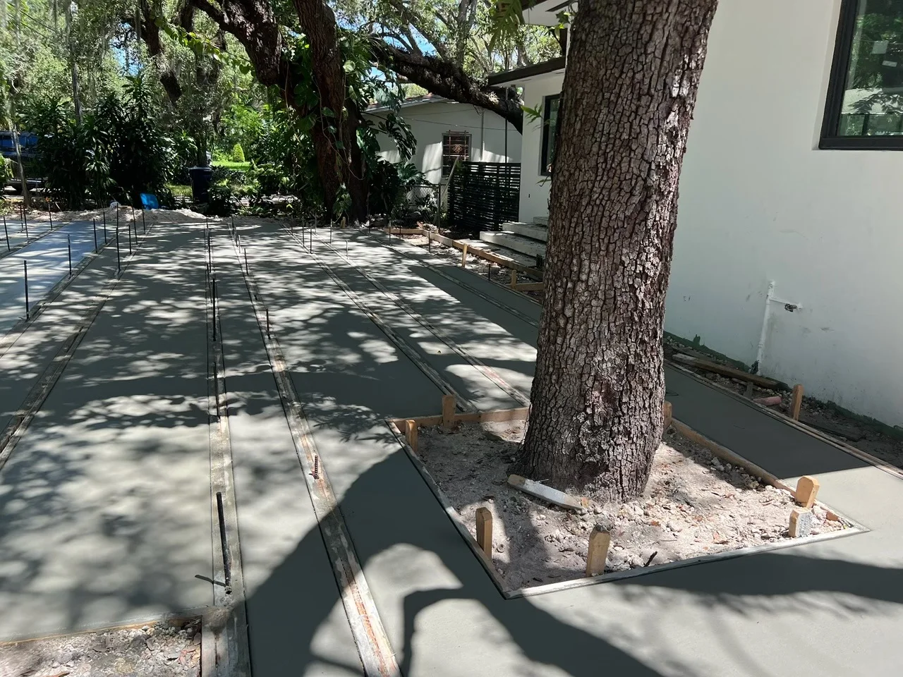 Freshly poured concrete driveway ribbons formed around a tree cutout, Miami, FL